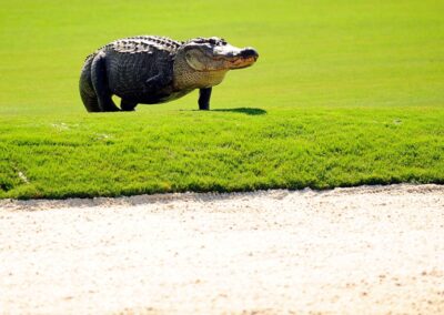 Golfers Beware: Aligators on the Course